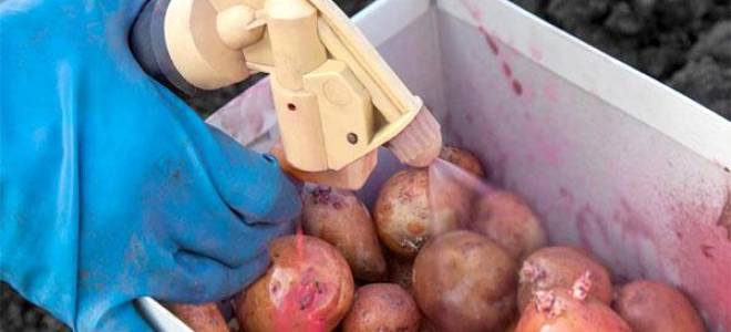 Обработка клубней картофеля перед посадкой
