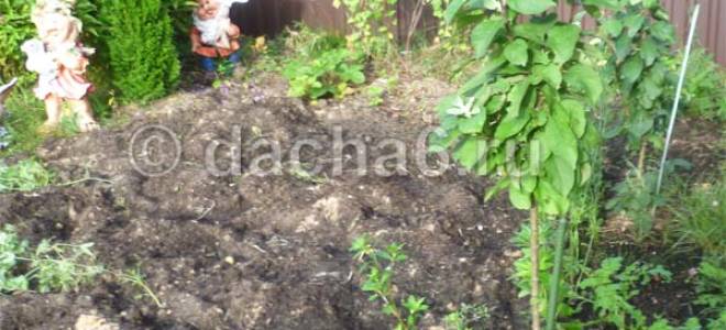 Как посадить колоновидную яблоню осенью