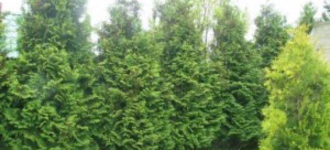 Посадка туи брабант осенью