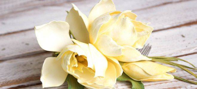 Олеандра цветок можно держать в доме