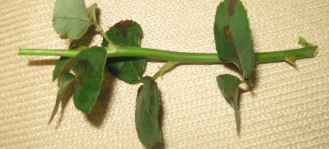 Прививка розы на шиповник осенью