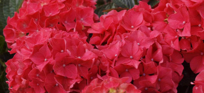 Гортензия альпенглюхен крупнолистная посадка и уход