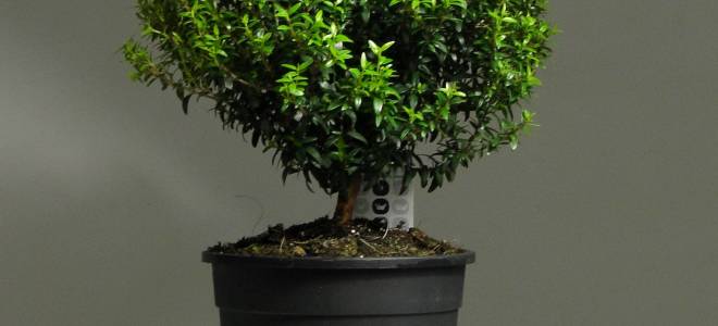 Как вырастить мирт из черенка