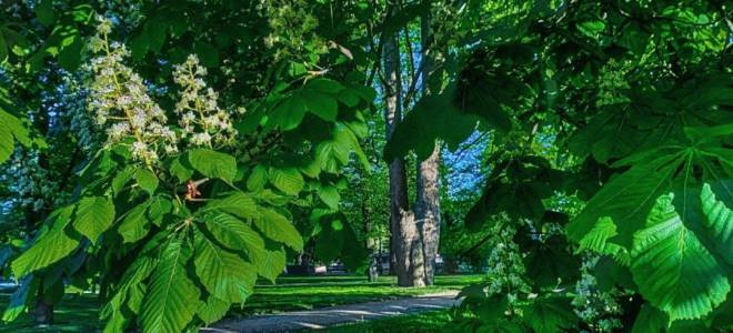 Как вырастить конский каштан из ореха дома