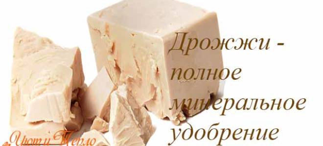 Удобрение для домашних цветов своими руками