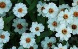 Цинния посадка и уход в открытом грунте