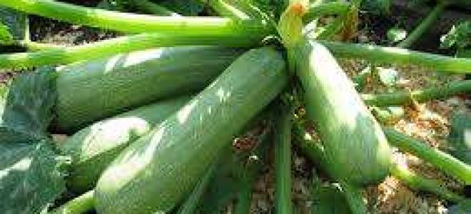 Что посадить после кабачков на следующий год