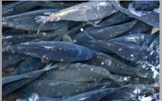 Плотность посадки форели в УЗВ