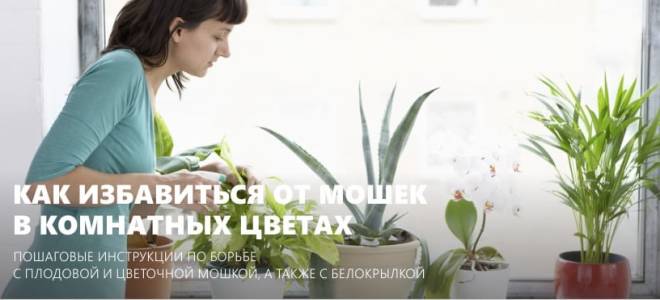 Черные мушки в цветах как вывести