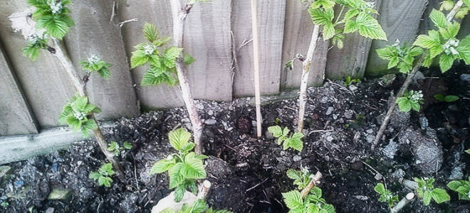 Осенняя посадка малины сроки