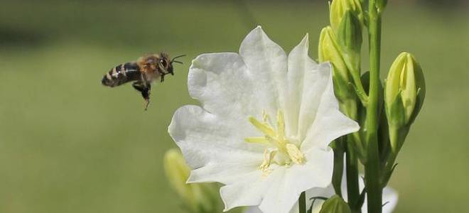 Колокольчик персиколистный посадка и уход
