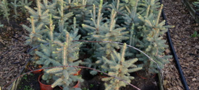 Посадка голубой ели осенью