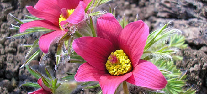 Прострел сон трава посадка и уход