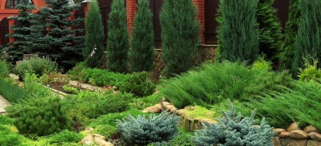 Какой можжевельник посадить на даче