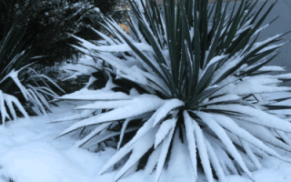 Укрытие юкки на зиму в подмосковье