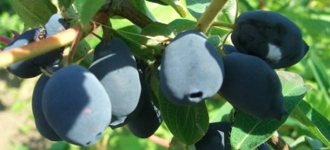 Жимолость посадка и уход полезные свойства