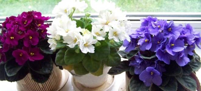 Что любят фиалки домашние