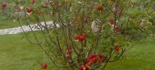 Что посадить под яблонями в саду