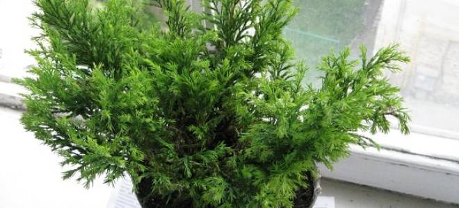 Кониферен микс посадка и уход