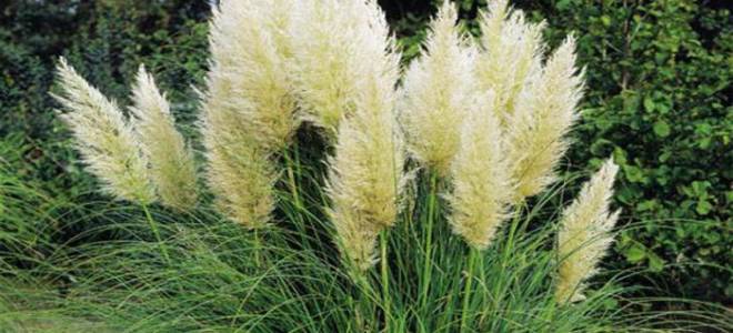 Пампасная трава посадка семенами