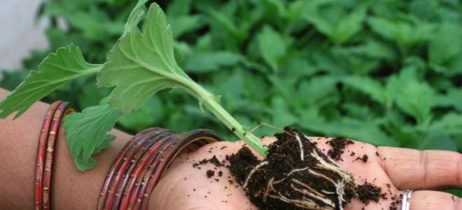 Как черенковать хризантемы осенью