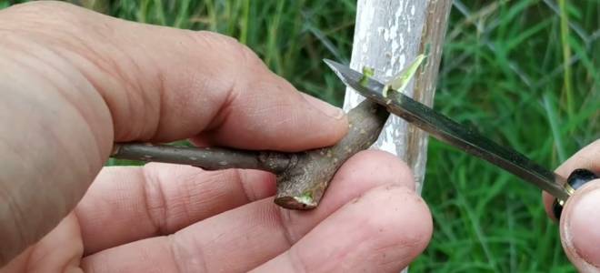 На какое дерево можно привить шелковицу