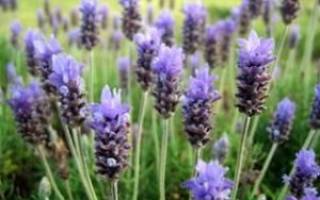 Лаванда узколистная посадка и уход