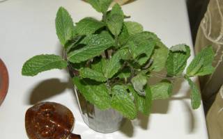 Мята выращивание на даче