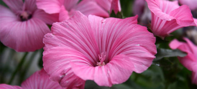 Лаватера трехмесячная посадка и уход