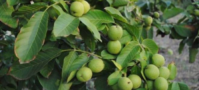 Грецкий орех идеал посадка и уход