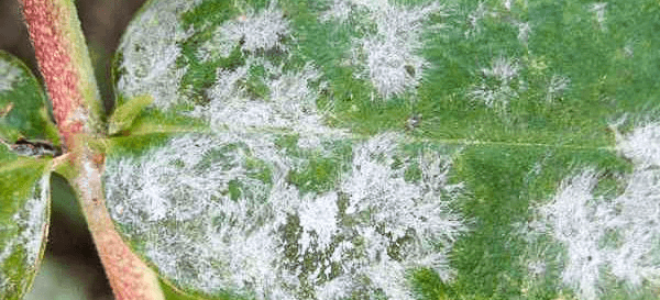 Плесень в теплице чем удалить