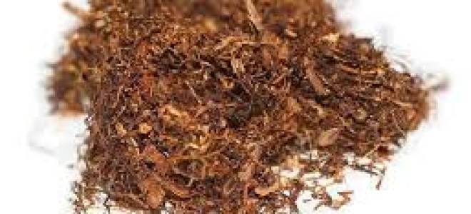 Чем отличается табак от махорки