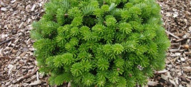 Пихта бриллиант посадка и уход