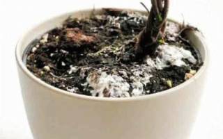 Цветет земля в горшках что делать