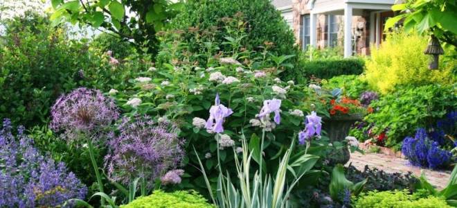 Многолетние цветы для дачи на севере