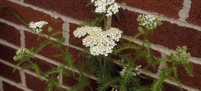 Жемчужница цветок выращивание и уход