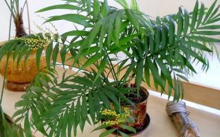 Как называется комнатное растение похожее на пальму