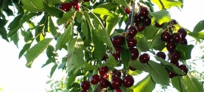 Черешня Валерий Чкалов посадка и уход