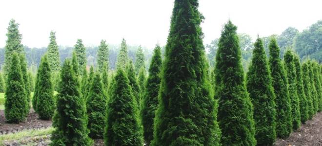 Когда лучше сажать тую весной или осенью