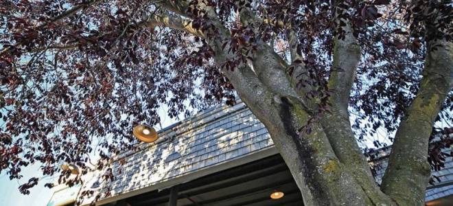 Черемуха виргинская посадка и уход