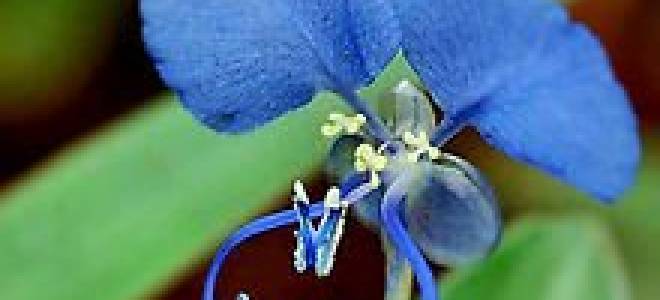 Коммелина посадка и уход