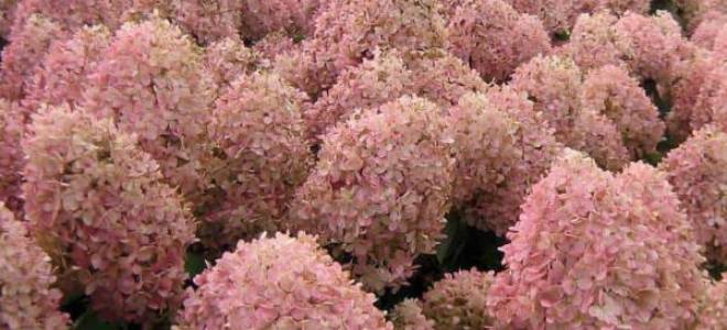 Гортензия метельчатая мэджикал кэндл посадка и уход