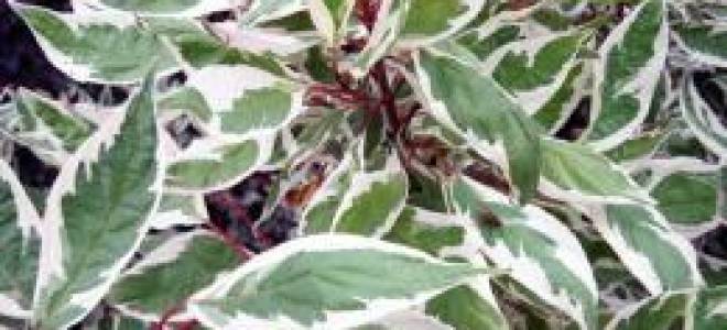 Дерен белый Сибирика вариегата посадка и уход