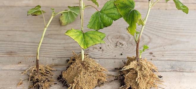 Посадка черенков черной смородины осенью