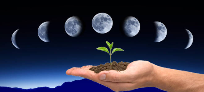 В какой фазе луны пересаживать комнатные цветы