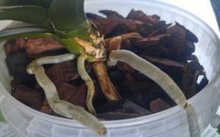 Можно ли вырастить орхидею из кусочка корня