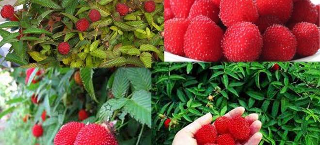 Тибетская малина посадка и уход