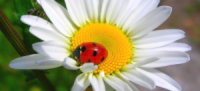 Папоротник страусник посадка и уход