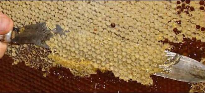 Что такое забрус и как им лечиться