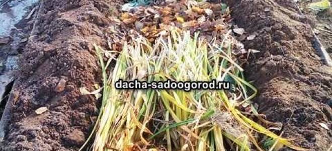 Интенсивные грядки розума посадка и уход